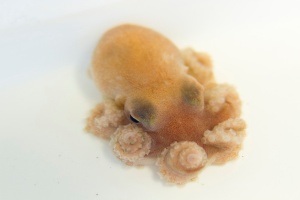 A small octopus